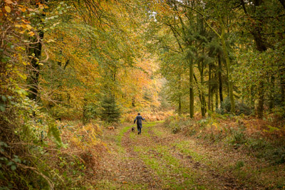 Dog walk in the woods