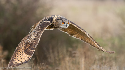 Eagle Owl photo