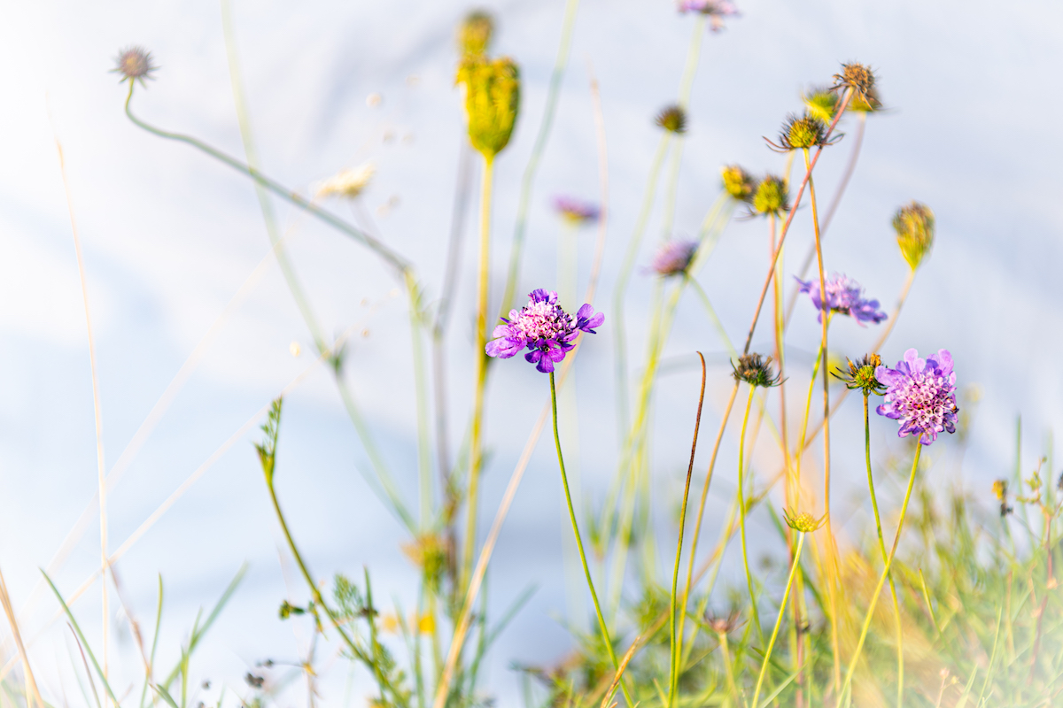 Whitesheet hill flowers