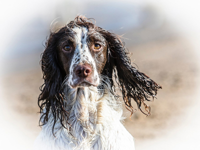 Spaniel image