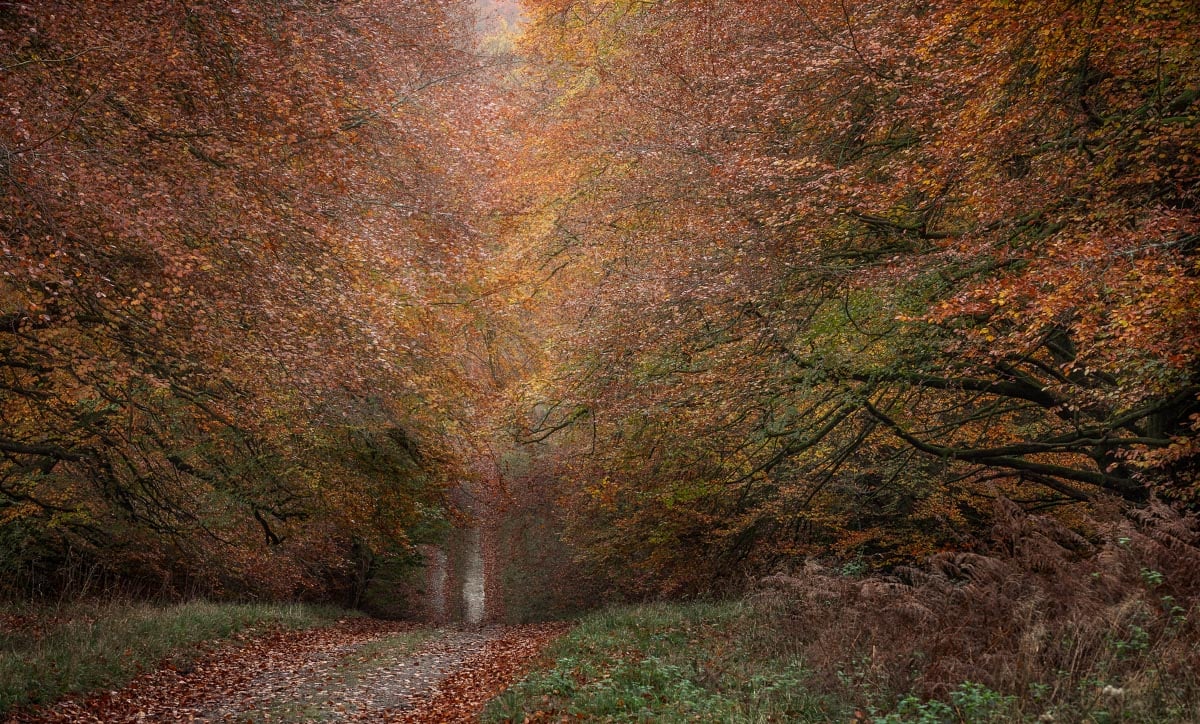 Dipping track amongst Autumn coloured woodland