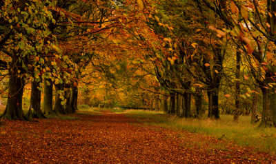 A walk down the avenue