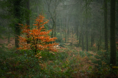 Brilliant Beech