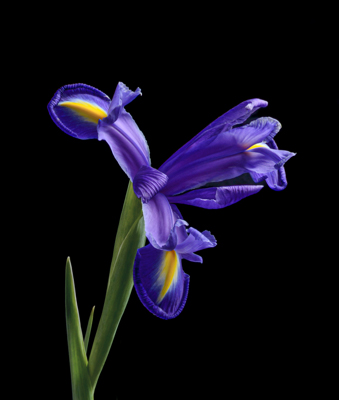 Iris