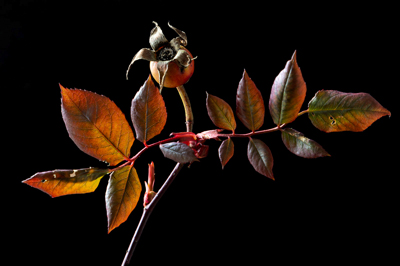 Rose Hip by Roger Lush