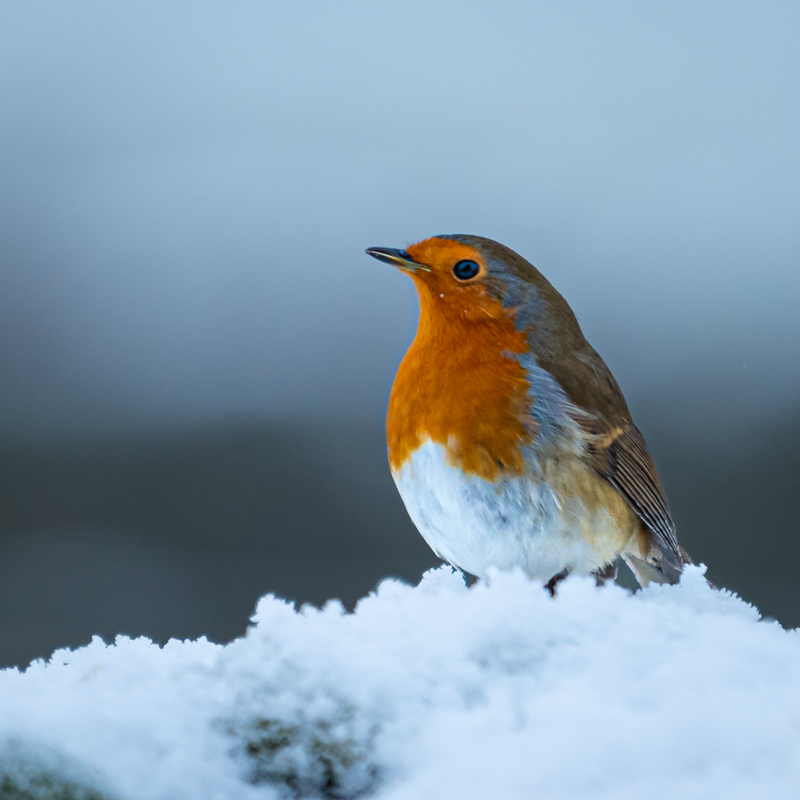 Photo of a robin