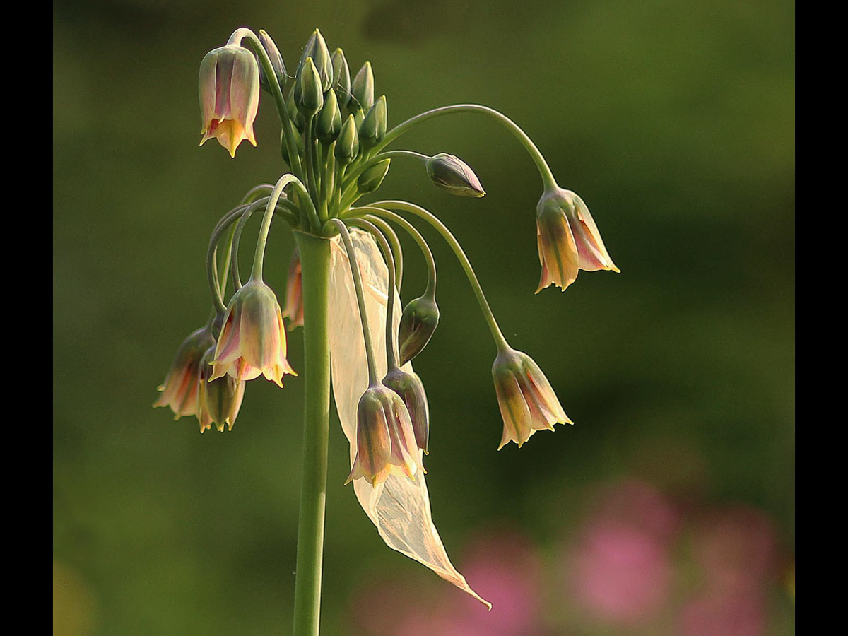 image of a flower by Jim Eastaugh