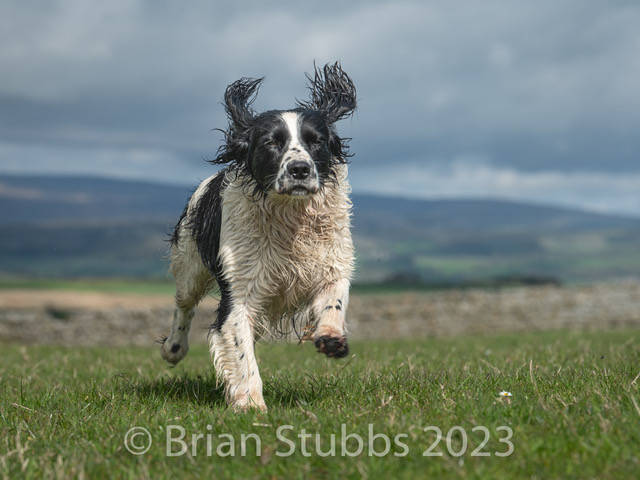 Image of Springer Spaniel running in