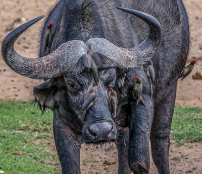 Red billed Ox Peckers by Andrew Washington