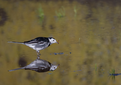 Wagtail feeding (print)