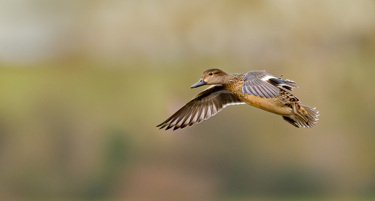 Teal in flight