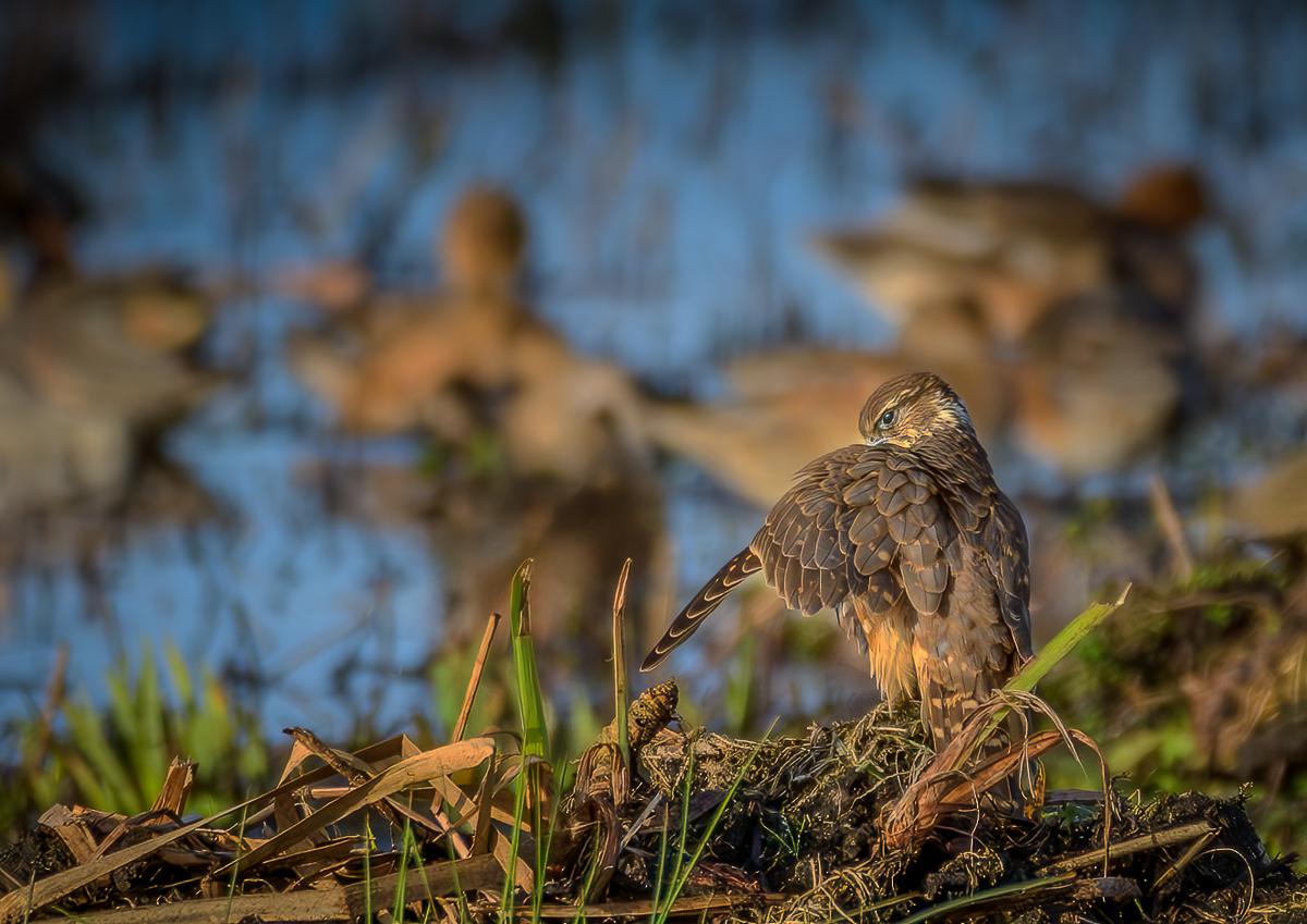 Merlin preening