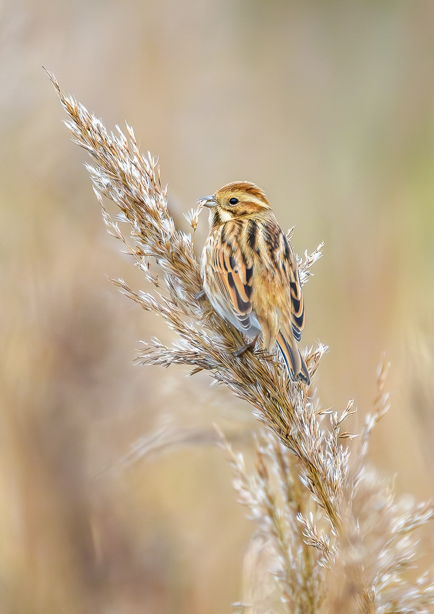 Reed bunting