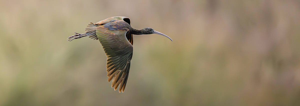 Glossy Ibis Flyby
