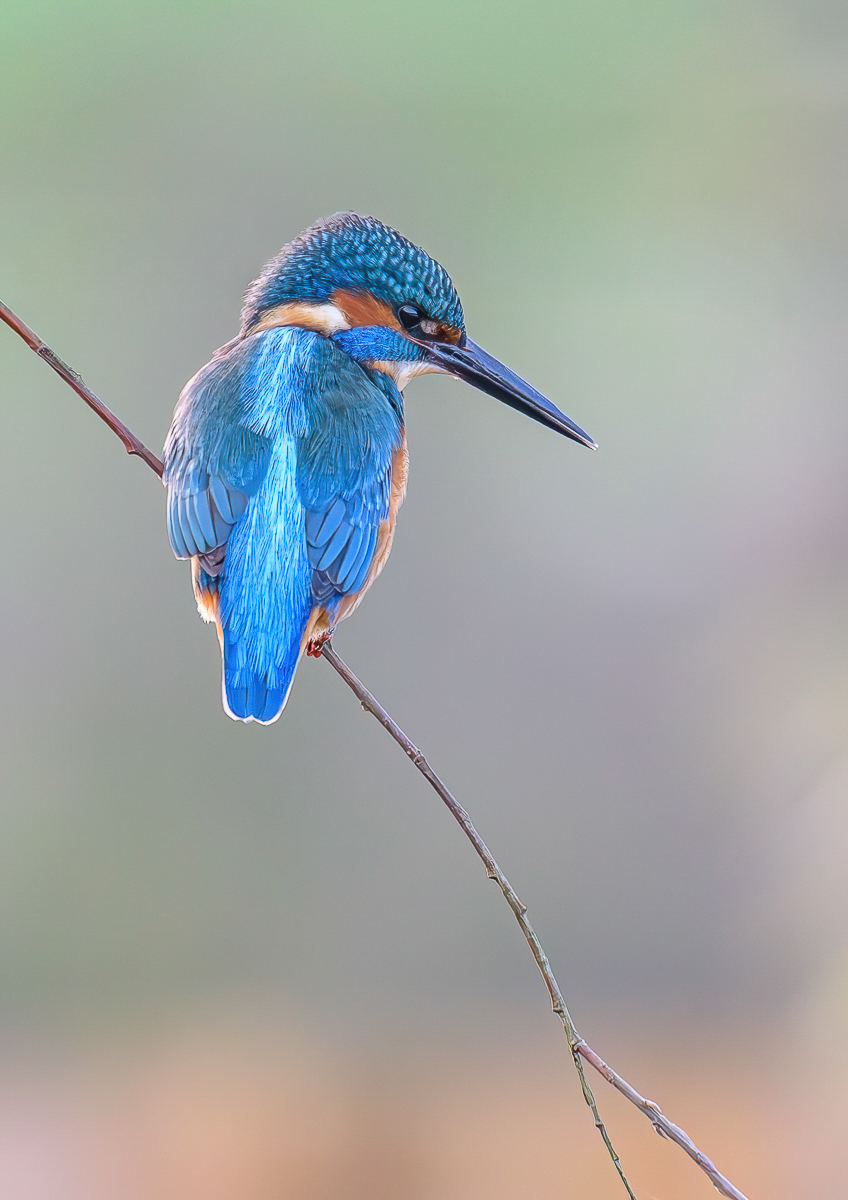 Kingfisher in good light