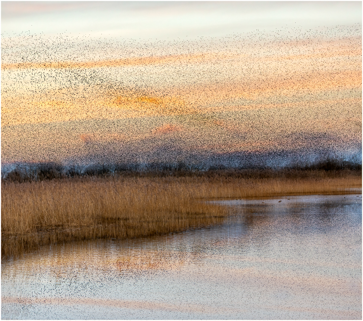 Murmuration by Malcolm Balmer