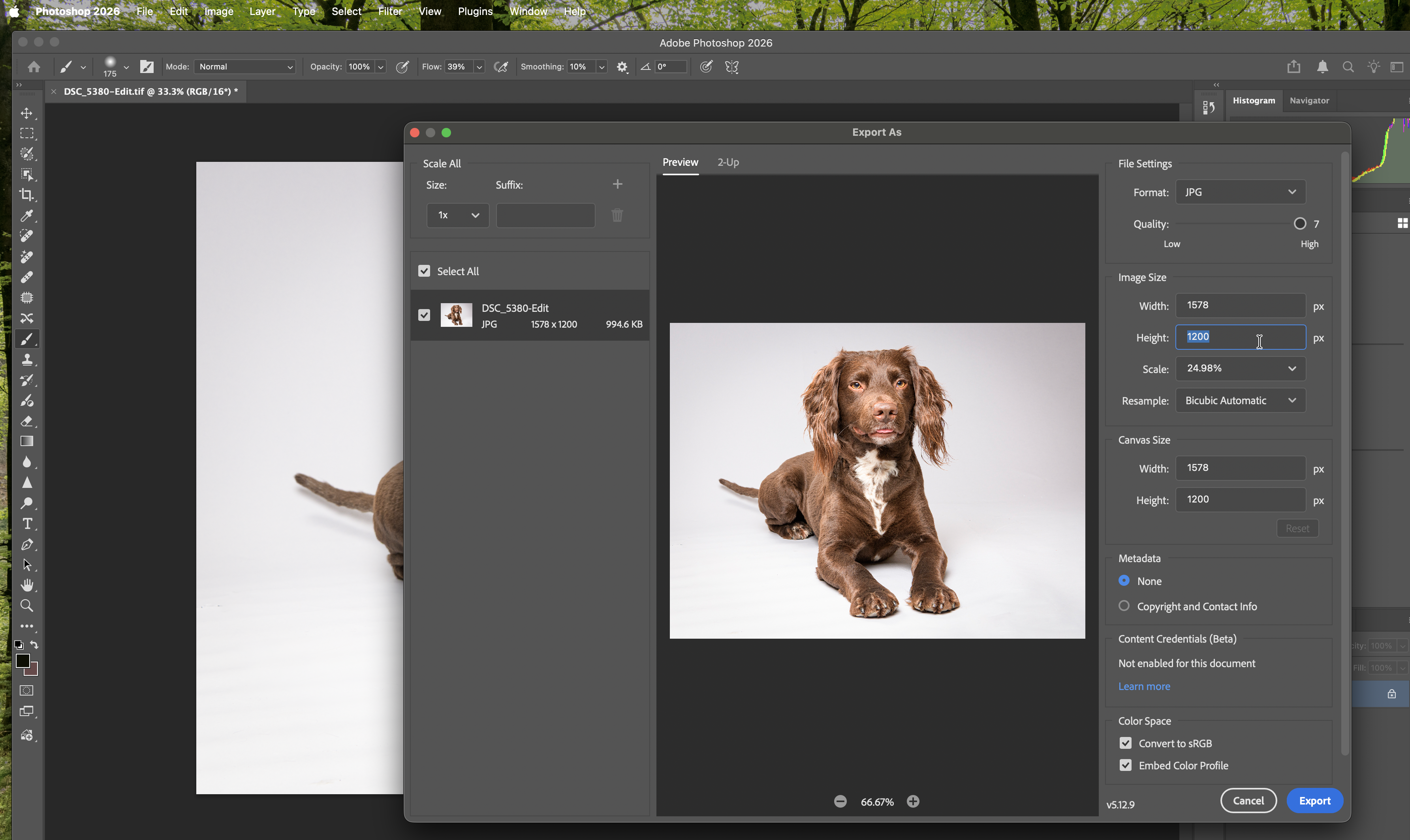 Image of Photoshop export options