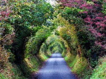 Photograph of road with overhanging trees